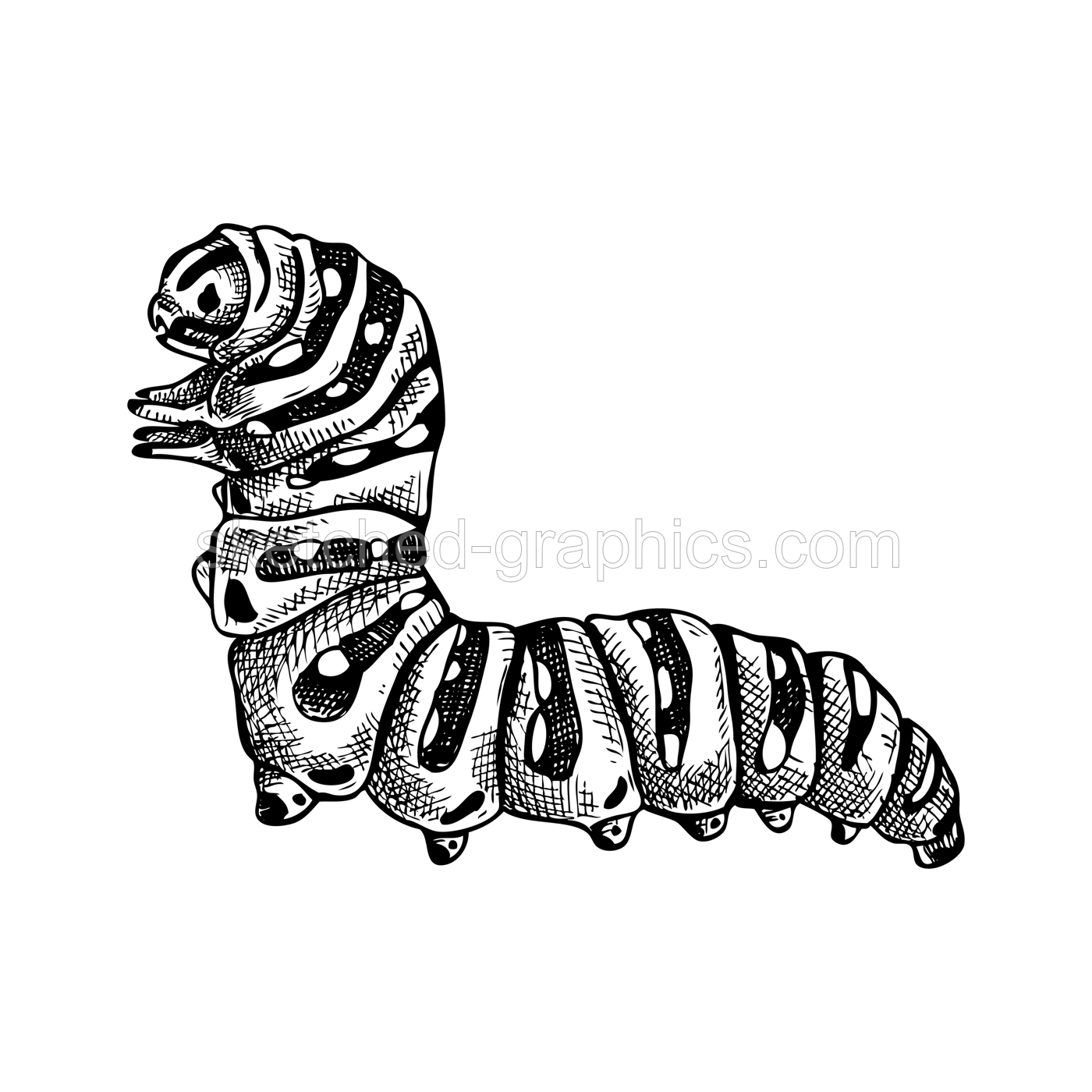 Sketched illustration of caterpillar. Hand drawn butterfly Metamorphosis sketch. Vintage insect vector drawing on white background. Wildlife design elements. Illustration